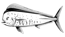 Common Dolphinfish Black And White Fish