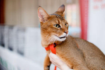 Wild cat crossed with trot, aggressive with teeth, brown, short coat