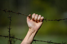 Hand Clutch At Barbed Wire Fence On Green Background