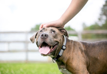 A Happy Pit Bull Terrier Mixed Breed Dog Looking Up As Its Owner Pets It
