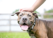 A Person Petting A Happy Pit Bull Terrier Mixed Breed Dog