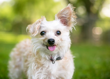 A Cute Small Mixed Breed Dog With One Upright Ear And One Floppy Ear, Sticking Its Tongue Out