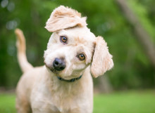 A Cute Labrador Retriever/Poodle Mixed Breed Puppy Listening With A Head Tilt