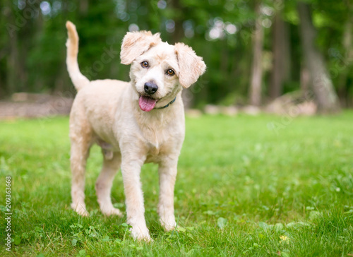 toy poodle and labrador mix