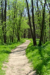  The bright green grass and leaves on the trail of forest.