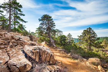 Mountain forest landscape, Troodos nature trail, Cyprus