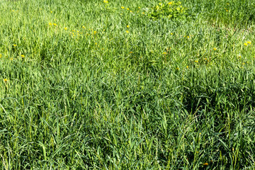 field of green fresh grass