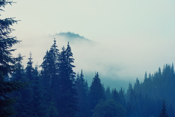 Fototapeta wzgórze sosna drzewa natura
