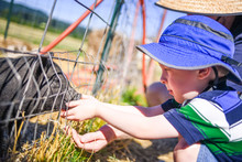 Young Boy Concentrates As He Feeds A Little Black Pig With His Father On A Bright Sunny Day At The Farm In Sauvie Island, Oregon