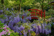 Beautiful Red Bridge In Japanese Garden In Clingendael, The Hague, Netherlands