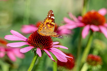 Painted Lady Butterfly Sitting On A Pink Coneflower In The Sunlight With Wings Up 