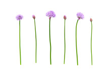 Fresh Green Chives, Garden Herbs, With Their Purple Flowers Isolated Against A White Background.