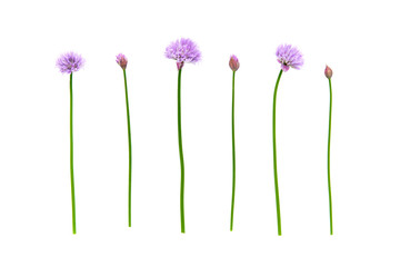 Wall Mural - Fresh green chives, garden herbs, with their purple flowers Isolated against a white background.