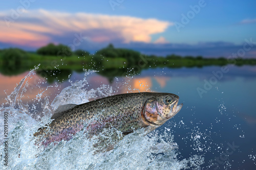 Fotografía Fishing. Rainbow trout fish jumping with splashing in water