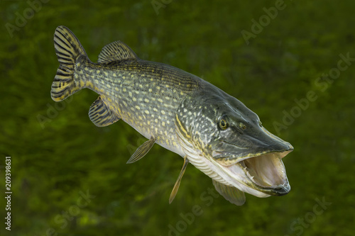 Fotografía Fishing. Big live pike fish isolated on natural green background