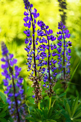 Wall Mural - fading blue lupines and green leaves