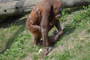 Poster - Orangutan in the outdoors