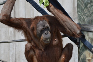 Wall Mural - Orangutan in the outdoors