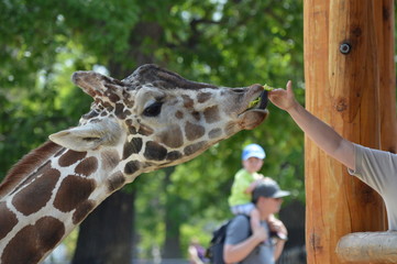 Sticker - Head of a giraffe