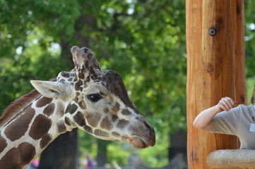 Sticker - Head of a giraffe