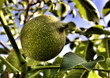 green walnut fruit closeup