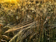 barley field full frame