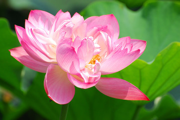 Wall Mural - blooming lotus flower in summer pond with green leaves as background