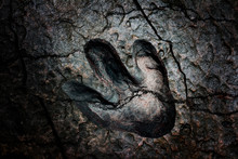 Crack Broken Dinosaur Footprint Dark Background
