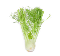 Wall Mural - fresh fennel vegetable isolated on white background