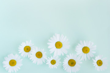 Wall Mural - Composition frame of white chamomile  flowers on a green, mint, tiffany color background, top view, creative flat layout.