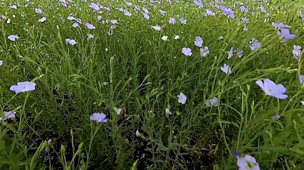 Wall Mural - flax flowers swaying on wind