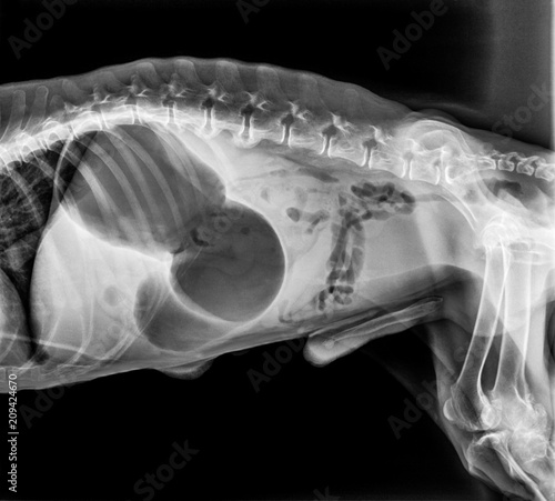 dog x ray stomach