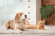 © New Africa - Adorable cat and dog lying on rug at home. Animal friendship