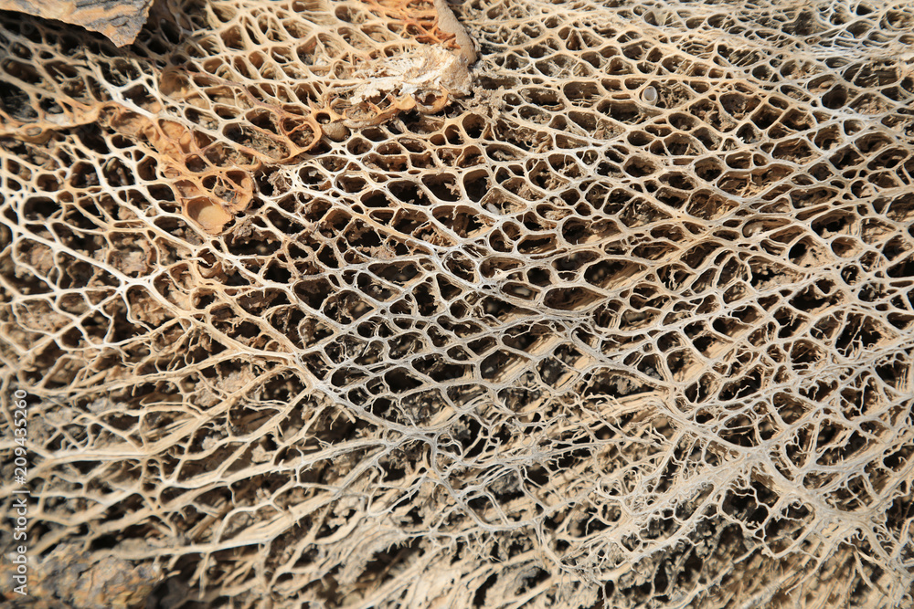 cactus seco muerto 4M0A0504-f18 Stock Photo | Adobe Stock