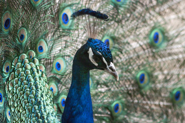 Indian peacock head