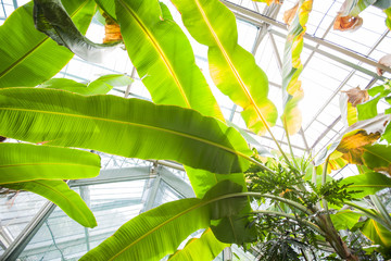 Banana tree and leaves