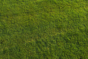 Green grass background texture top view