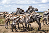 Fototapeta Konie - herd of zebra during the migration season in the Serengeti national Park in Tanzania