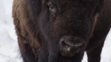 Bison Close Up In The Snow 