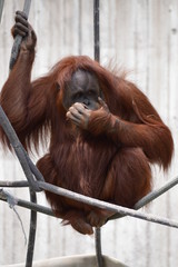 Wall Mural - Orangutan in the outdoors