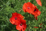 Fototapeta Maki - Poppies in the field with daisies and other wild flowers along roadside in the Netherlands