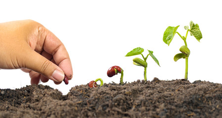 Farmer hand seed planting with seed germination sequence