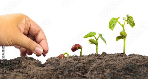 Cuadros en Lienzo Farmer hand seed planting with seed germination sequence