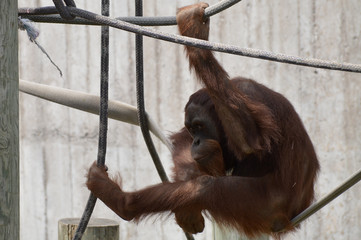 Poster - Orangutan in the outdoors