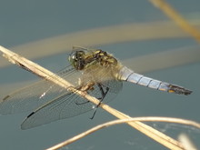 dragonfly-by-the-lakeside-free-stock-photo-public-domain-pictures