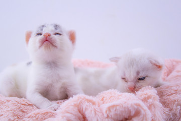 Cute Kitten on Pink Wool.