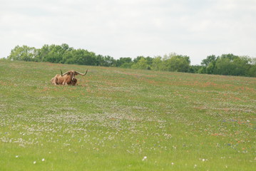 Longhorn in meadow