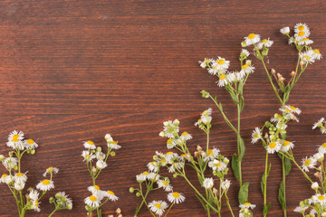 Wall Mural - Beautiful wild flowers on wooden background. Frame of flowers.