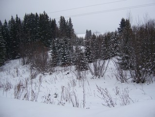 perm forests 2