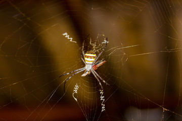 Spider eating the bait and is about to eat it.